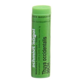 SN Thuya occidentalis Glob CH 30 1 g