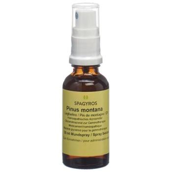 Spagyros Gemmo Pinus montana Glyc Maz D 1 30 ml