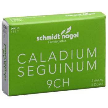 SN Caladium seguinum Glob CH 9 5 x 1 g