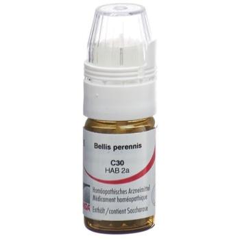 Omida Bellis perennis Glob C 30 with dosing aid 4 g