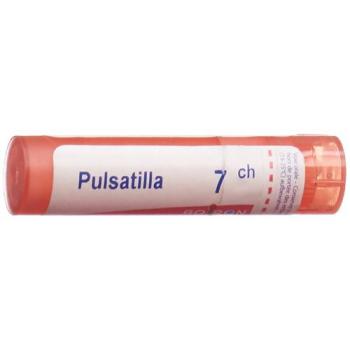 Boiron Pulsatilla Gran C 7 4g