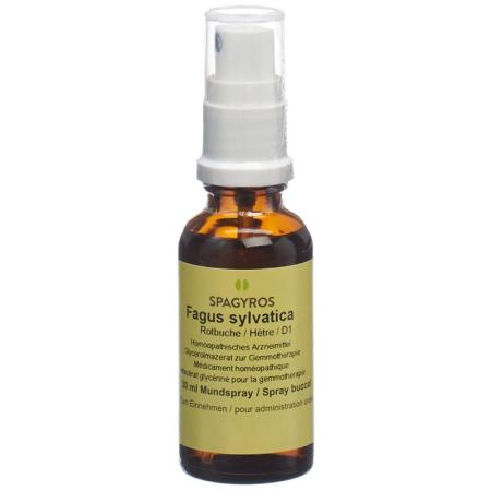 SPAGYROS GEMMO Fagus sylvatica Glyc Maz D 1 - PrimeCare Global