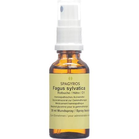 SPAGYROS GEMMO Fagus sylvatica Glyc Maz D 1 - PrimeCare Global