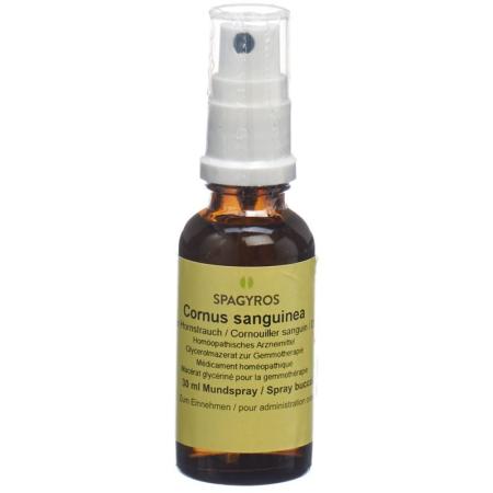 SPAGYROS GEMMO Cornus sanguin Glyc Maz D 1 - PrimeCare Global
