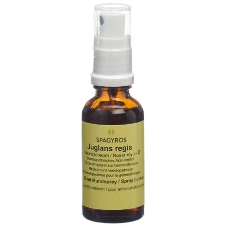 SPAGYROS GEMMO Juglans regia Glyc Maz D 1 - PrimeCare Global