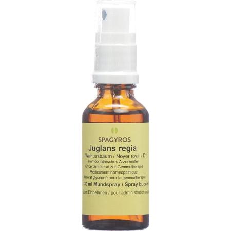 SPAGYROS GEMMO Juglans regia Glyc Maz D 1 - PrimeCare Global