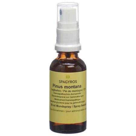 SPAGYROS GEMMO Pinus montana Glyc Maz D 1 - PrimeCare Global