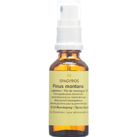 SPAGYROS GEMMO Pinus montana Glyc Maz D 1 - PrimeCare Global