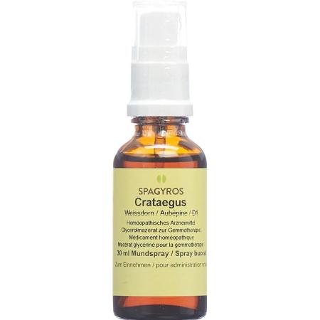 SPAGYROS GEMMO Crataegus laevi Glyc Maz D 1 - PrimeCare Global