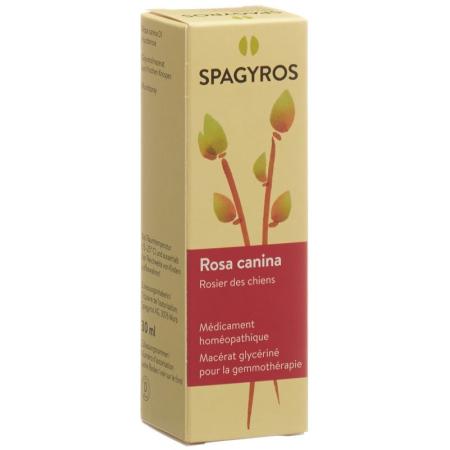 SPAGYROS GEMMO Rosa canina Glyc Maz D 1 - PrimeCare Global