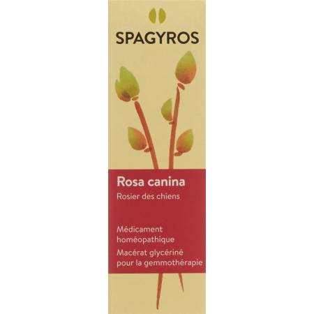 SPAGYROS GEMMO Rosa canina Glyc Maz D 1 - PrimeCare Global