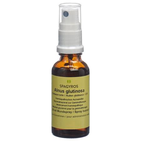 SPAGYROS GEMMO Alnus glutinosa Glyc Maz D 1 - PrimeCare Global