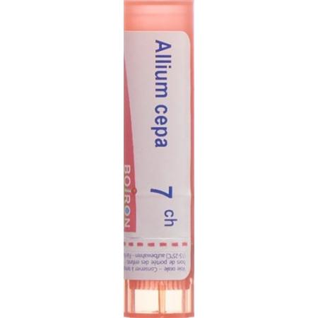 Boiron Allium cepa Gran C 7 4g - PrimeCare Global