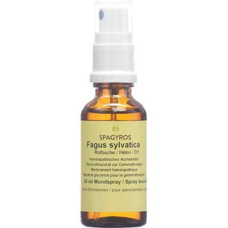 Spagyros Gemmo Fagus sylvatica Glyc Maz D 1 30 ml - PrimeCare Global