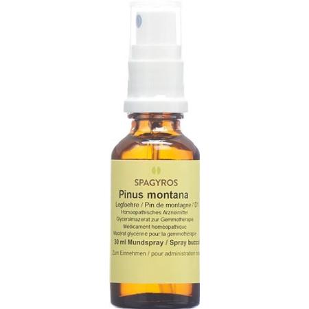 Spagyros Gemmo Pinus montana Glyc Maz D 1 30 ml - PrimeCare Global