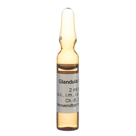 Sanum Glandula thymi Inj L&ouml;s D 6 10 amp 2 ml - PrimeCare Global