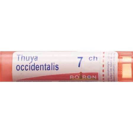 Boiron Thuya occidentalis Gran C 7 4g - PrimeCare Global