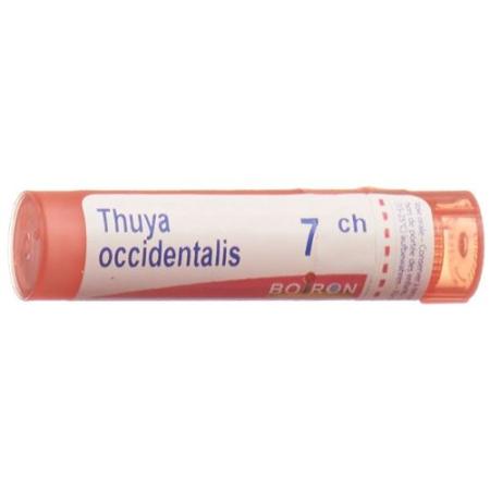 Boiron Thuya occidentalis Gran C 7 4g - PrimeCare Global