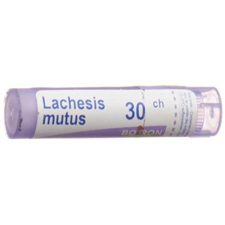 Boiron Lachesis mutus Gran C 30 4g - PrimeCare Global