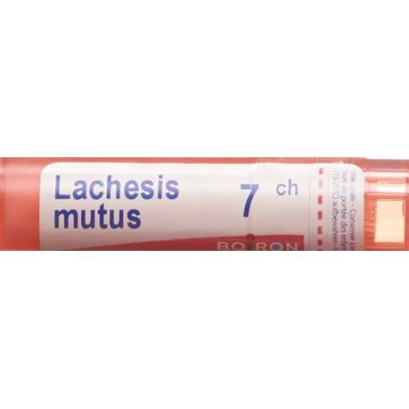 Boiron Lachesis mutus Gran C 7 4g - PrimeCare Global