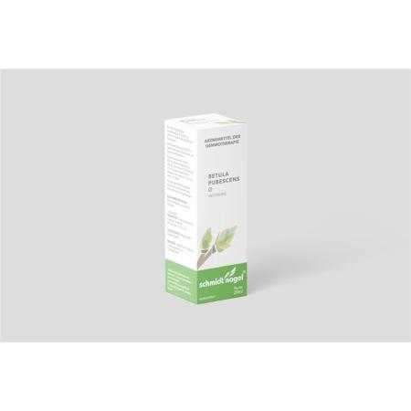 SN Betula pubescens Glyc Maz TM - PrimeCare Global